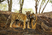 India, Rajasthan, Ranthambore. [AWL110002604]