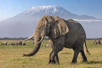 Kenya, Amboseli, Kajiado County.   [AWL110002605]