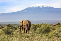 Kenya, Tawi Conservancy, Kajidado County.  [AWL110002606]