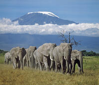 A herd of elephants with Mount Kilimanjaro in the background. [AWL110002607]