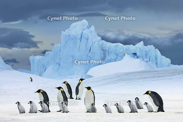 Emperor penguin group with chicks in front of iceberg - Antarctica, Antarctic Peninsula, Snowhill Island [AWL110000316]