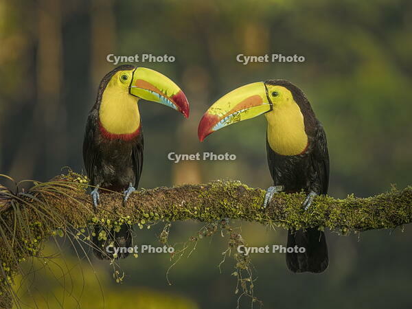 Keel-billed Toucans (Ramphastos sulfuratus), Boca Tapada, Ajauela, Costa Rica [AWL110000550]