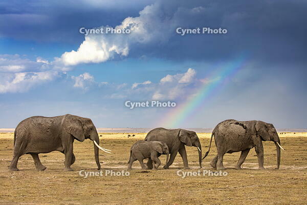 Kenya, Amboseli, Kajidado County. African elephants cross open plains at Amboseli National Park with a rainbow in the background. [AWL110000555]
