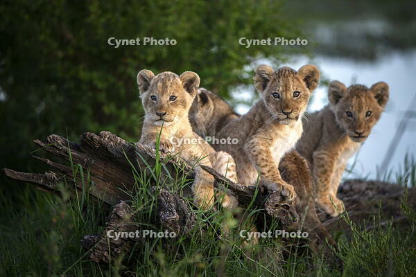 Lion cubs of 12 weeks old in playful mood in Musiara Marsh, the heart of the Marsh Pride's territory, Narok County, Kenya [AWL110000557]