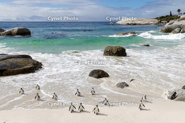 African penguins (Spheniscus demersus), Boulders Beach, Simon's Town, Cape Town, Western Cape, South Africa [AWL110000585]