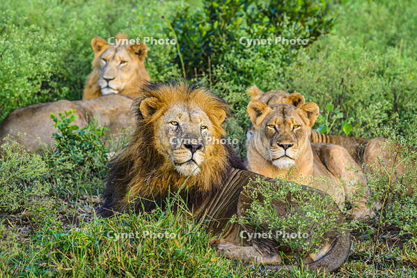 African lion (Panthera leo), Zimanga Private Game Reserve, Mkuze, KwaZulu Natal, South Africa [AWL110000586]