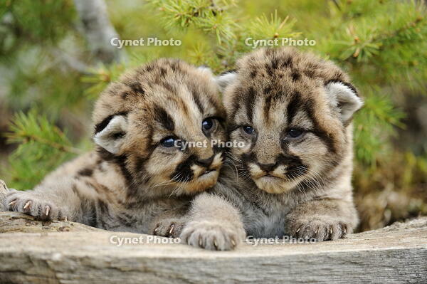 Mountain lion/Cougar/Puma (Felis concolor)- captive raised, Bozeman, Montana, USA [AWL110000589]