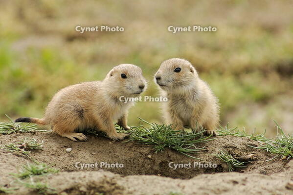 Black tailed prairie dog (Cynomys ludovicianus) Babies, Theodore Roosevelt NP , North Dakota, USA [AWL110000591]