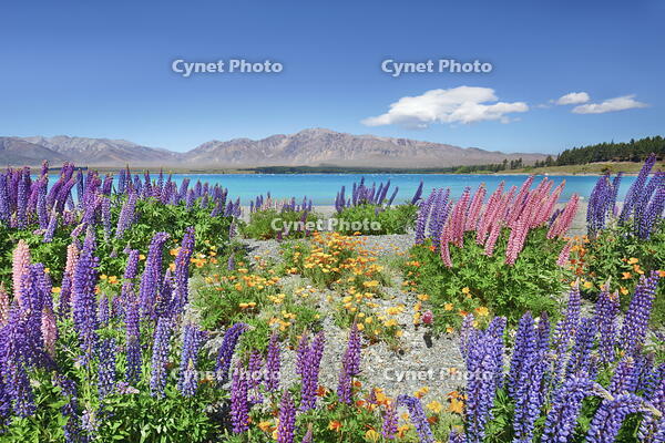 Flower meadow with lupines and poppies at Lake Tekapo - New Zealand, South Island, Canterbury, Mackenzie, Lake Tekapo, Lake Tekapo, Southern Alps [AWL110000630]