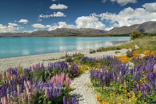 Path Through Lupins Along Lake Tekapo, South Island, New Zealand [AWL110000666]