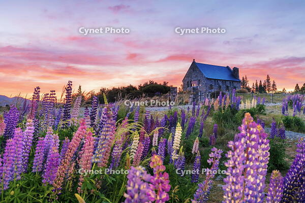 The church of the Good Shepherd with lupins in bloom by the lake at sunrise at Tekapo, New Zealand [AWL110000668]