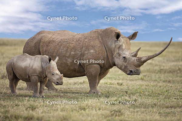 A fine White rhino mother and calf in Solio Game Ranch. [AWL110000700]