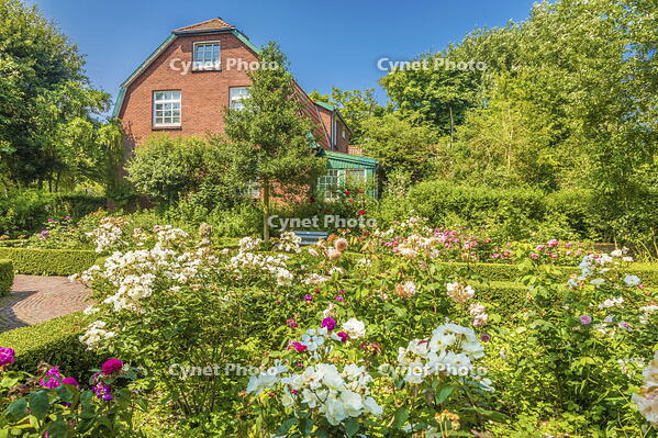Rose garden of Spiekeroog, East Frisian Islands, East Frisia, Lower Saxony, Germany [AWL110001353]