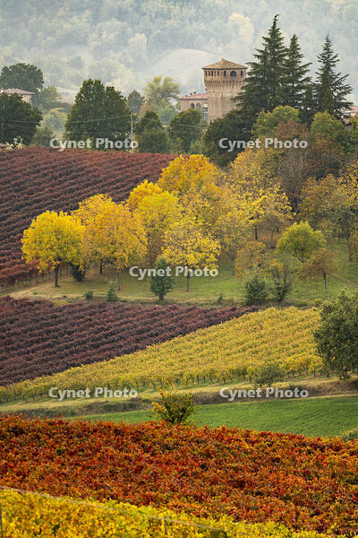 Castle and Vineyards in autumn, Castelvetro di Modena, Italy [AWL110001497]