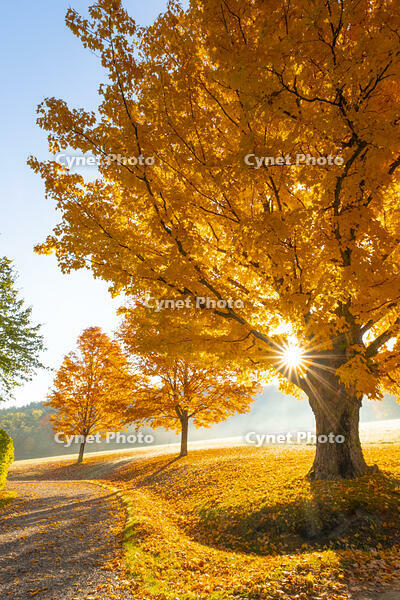 Fall foliage, Woodstock, Vermont, USA [AWL110001508]