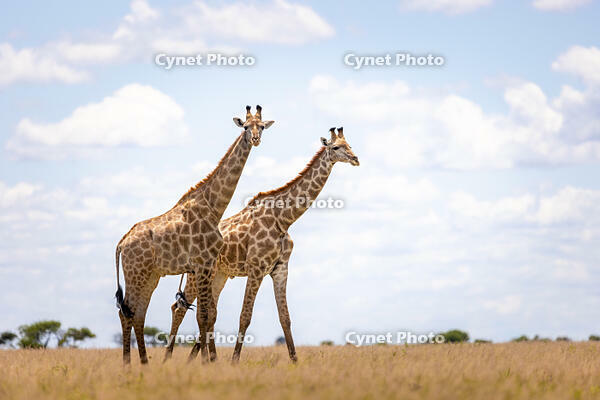 Giraffe, Nxai Pan National Park, Botswana [AWL110001515]