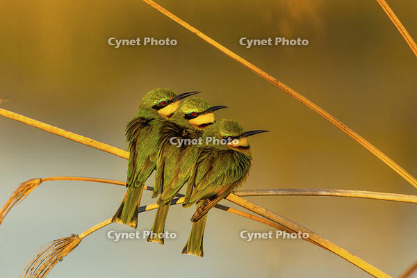 Little Bee Eaters gathering together for warmth in the early morning, Okavango Delta, Botswana [AWL110001517]