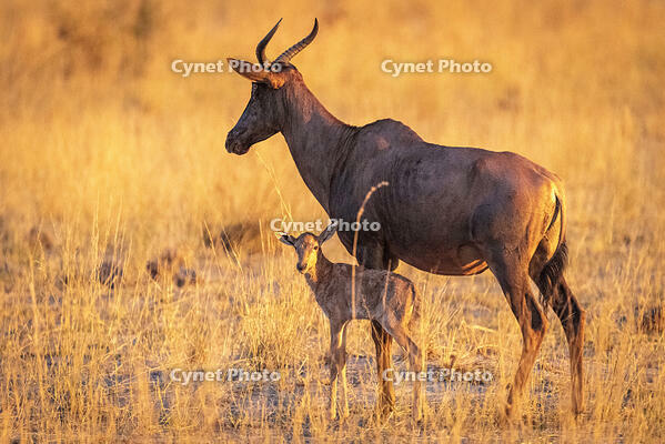 Africa, Botswana, Kwando Concession. A Tsessebe female with calf at sunset in the grassland. [AWL110001518]