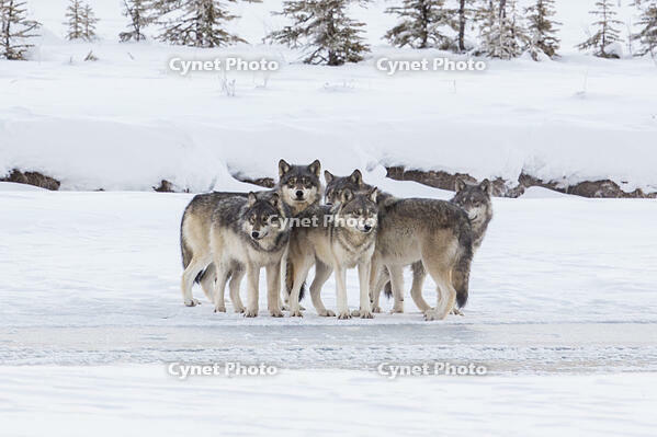 Wild gray wolf pack, Kootenay National Park, British Columbia, Canada in the Canadian Rockies [AWL110001520]