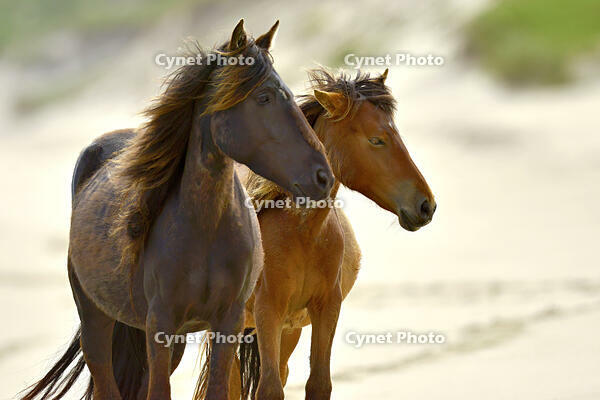 A wild horse walking on the beach on Sable Island, Nova Scotia, Canada [AWL110001522]