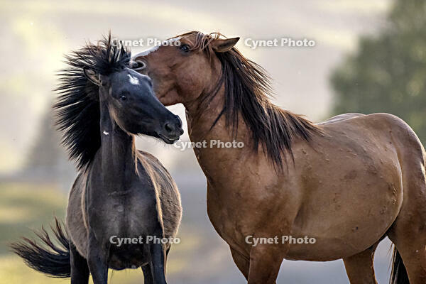 Wild horses playing in Alberta, Canada [AWL110001523]