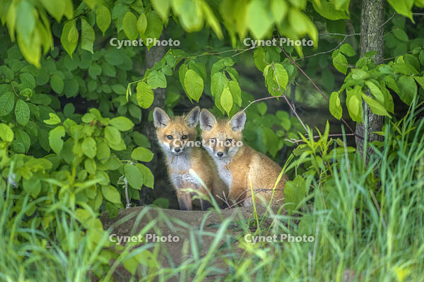 Red Fox (Vulpes vulpes) kits looking out from forest, Thornton, Ontario, Canada [AWL110001525]