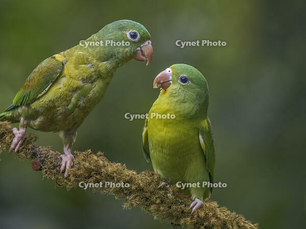 Orange-chinned Parakeet (Brotogeris jugularis), Boca Tapada, Costa Rica [AWL110001529]