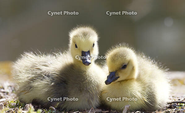 England, Manchester. Canada Goose goslings beside the canal in Castlefield. [AWL110001530]