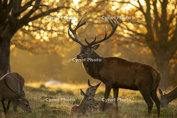 Red deer (Cervus elaphus) stag and hinds, Richmond Park, London, UK [AWL110001531]
