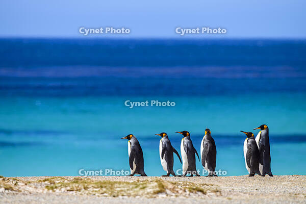 King penguin (Aptenodytes patagonicus), Volunteer Point, East Falkland, Falkland Islands [AWL110001532]