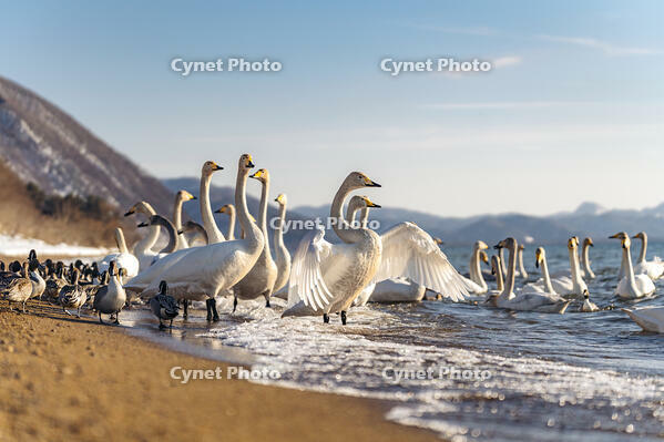 Whooper swans and ducks gather on the shore of Lake Inawashiro, Aizu, Japan. [AWL110001537]