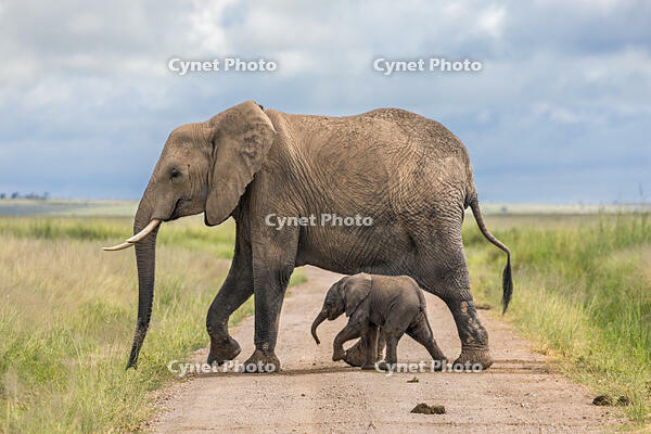Kenya, Amboseli, Kajiado County.  A female Elephant and its very small offspring cross a dirt track in Amboseli. [AWL110001538]