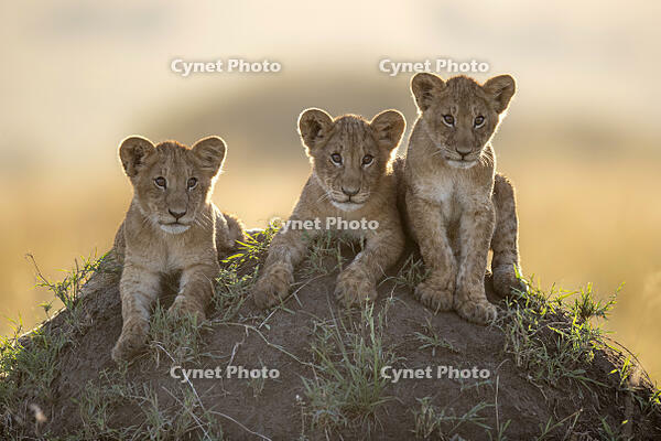 Rekero Pride. Three lion cubs of four-months-old in inquistive mood , resting on a termite mound while their mother goes off to hunt, Masai Mara, Kenya [AWL110001539]