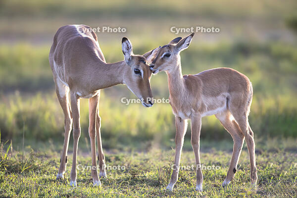 An impala female being greeted and groomed by her offspring, Masai Mara, Kenya [AWL110001540]