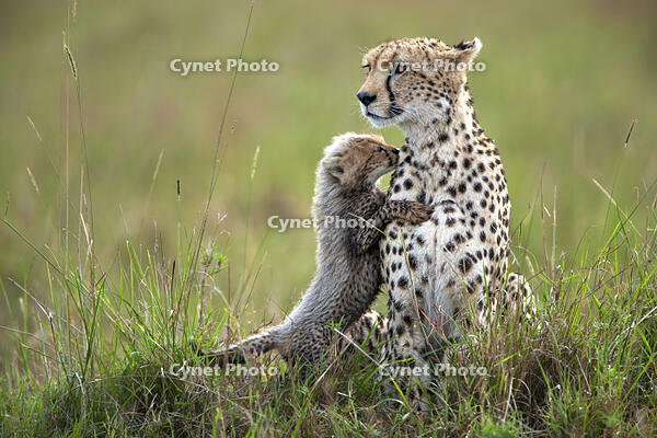 Shakira the cheetah mother with one of her five cubs - of 10 weeks old, Maasai Mara, Kenya [AWL110001541]