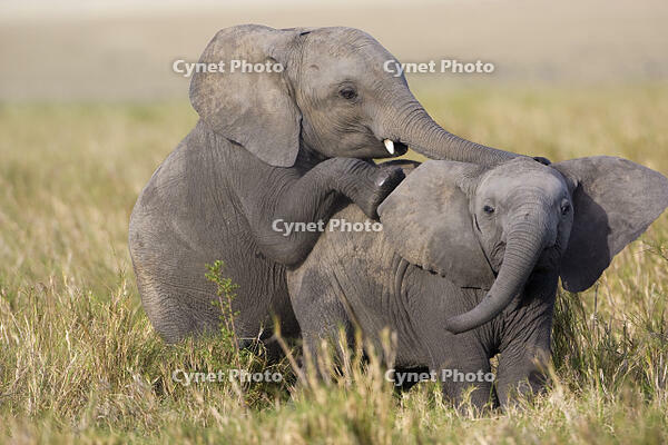 Kenya, Masai Mara, Musiara Marsh, Narok County. Elephant calves playing. Their permanent tusks emerge in their third year. [AWL110001542]