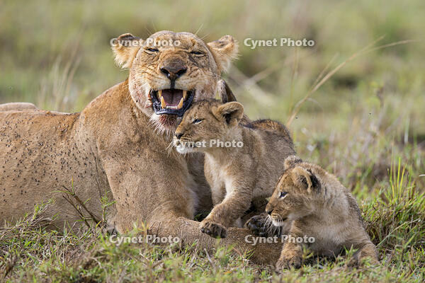 Africa, Kenya, Narok County, Masai Mara National Reserve. Lioness and her cubs [AWL110001543]