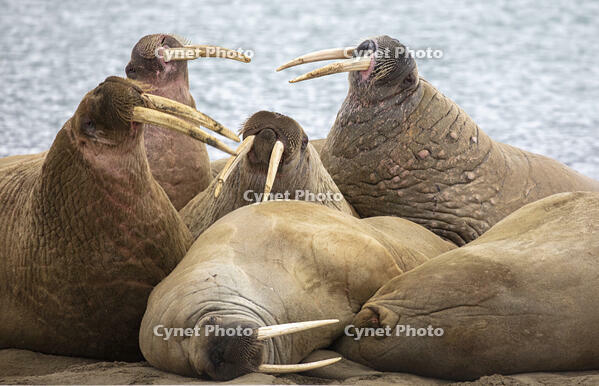 Group of Walrus (Odobenus rosmarus) on the shore , Spitsbergen, Svalbard, Norway [AWL110001544]