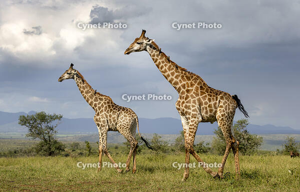 Pair of Giraffe walking across grassland, Zimanga Private Game Reserve, Natal, South Africa [AWL110001545]