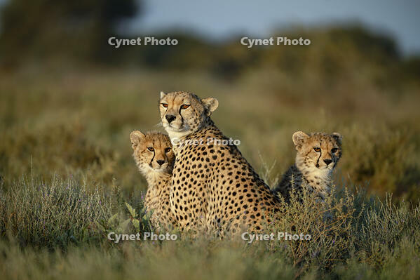 Cheetah with cubs, Serengeti National Park, Tanzania [AWL110001546]