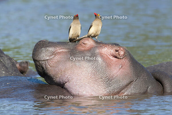 Hippopotamus (Hippopotamus amphibius), Tanzania [AWL110001547]