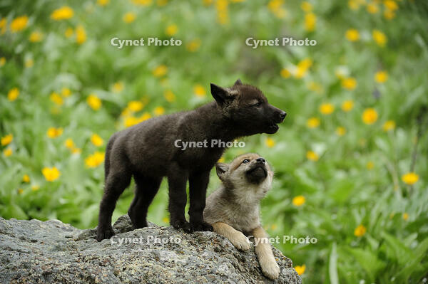Gray/grey/timber wolf (Canis lupus)- captive raised cub, Bozeman, Montana, USA [AWL110001548]