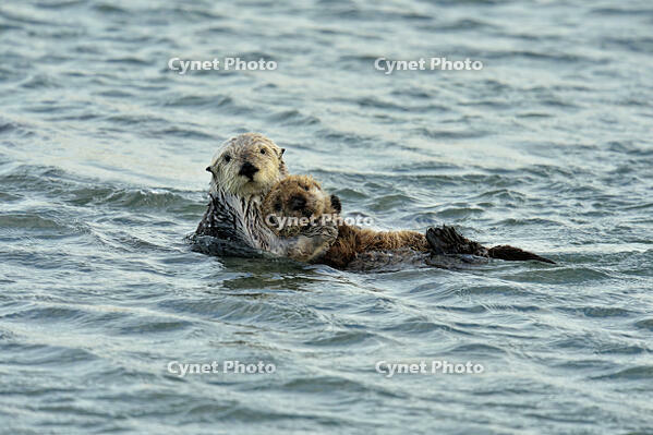 Sea otter (Enhydra lutris) Mother and pup rafting in Morro Bay Estuary, Morro Bay, California, USA [AWL110001549]