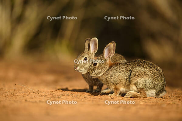Desert cottontail (Sylvilagus audubonii) Interacting pair, Santa Clara Ranch, Starr County, Texas, USA [AWL110001550]