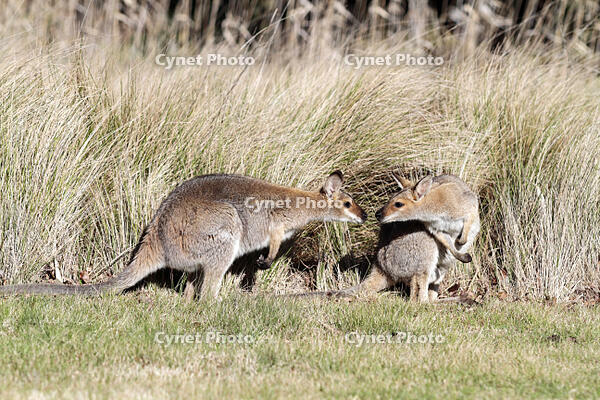 Red-necked wallabies (also known as Brush wallaby, Brush kangaroo, Brusher and Red wallaby) greet each other in a grassy clearing, Bunya Mountains National Park, Queensland, Australia [AWL110001551]