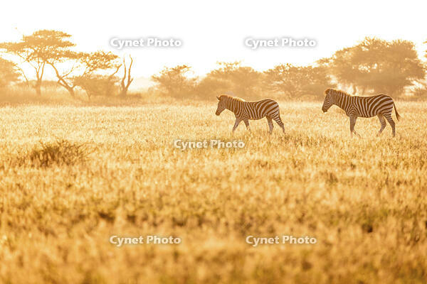Zebra, Nxai Pan National Park, Botswana [AWL110001552]