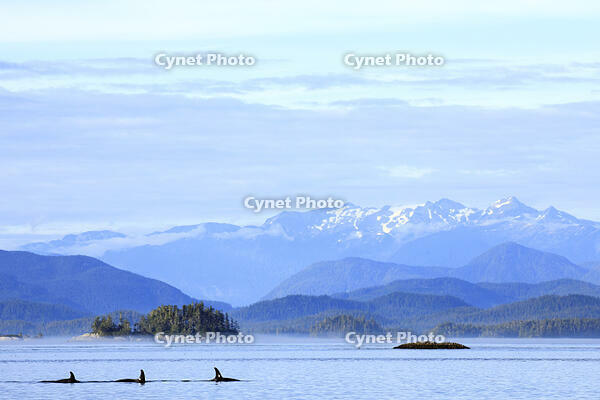 Northern resident orcas in Broughton Archipelago near Telegraph Cove, BC Coast, Canada [AWL110001553]