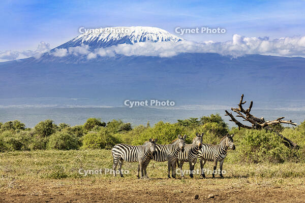 Kenya, Tawi Conservancy, Kajiado County. Common Zebras on grassy plain with the snow-capped peak of Mount Kilimanjaro ??'Kibo rising 19,341 feet (5,895 metres) above sea level ??' dominating the landscape. [AWL110001556]
