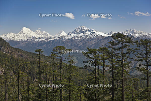 A superb view of snow-capped mountains from the Cheli La Pass, Bhutan’s highest motorable road.  [AWL110001569]