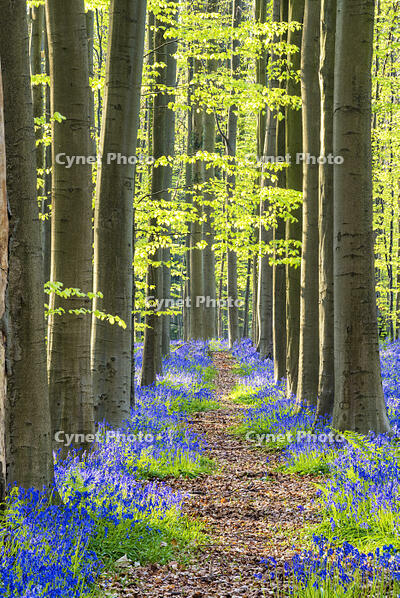 Path through Bluebell Flowers (Hyacinthoides non-scripta) and Beech Forest,  Hallerbos Forest, Belgium [AWL110001573]